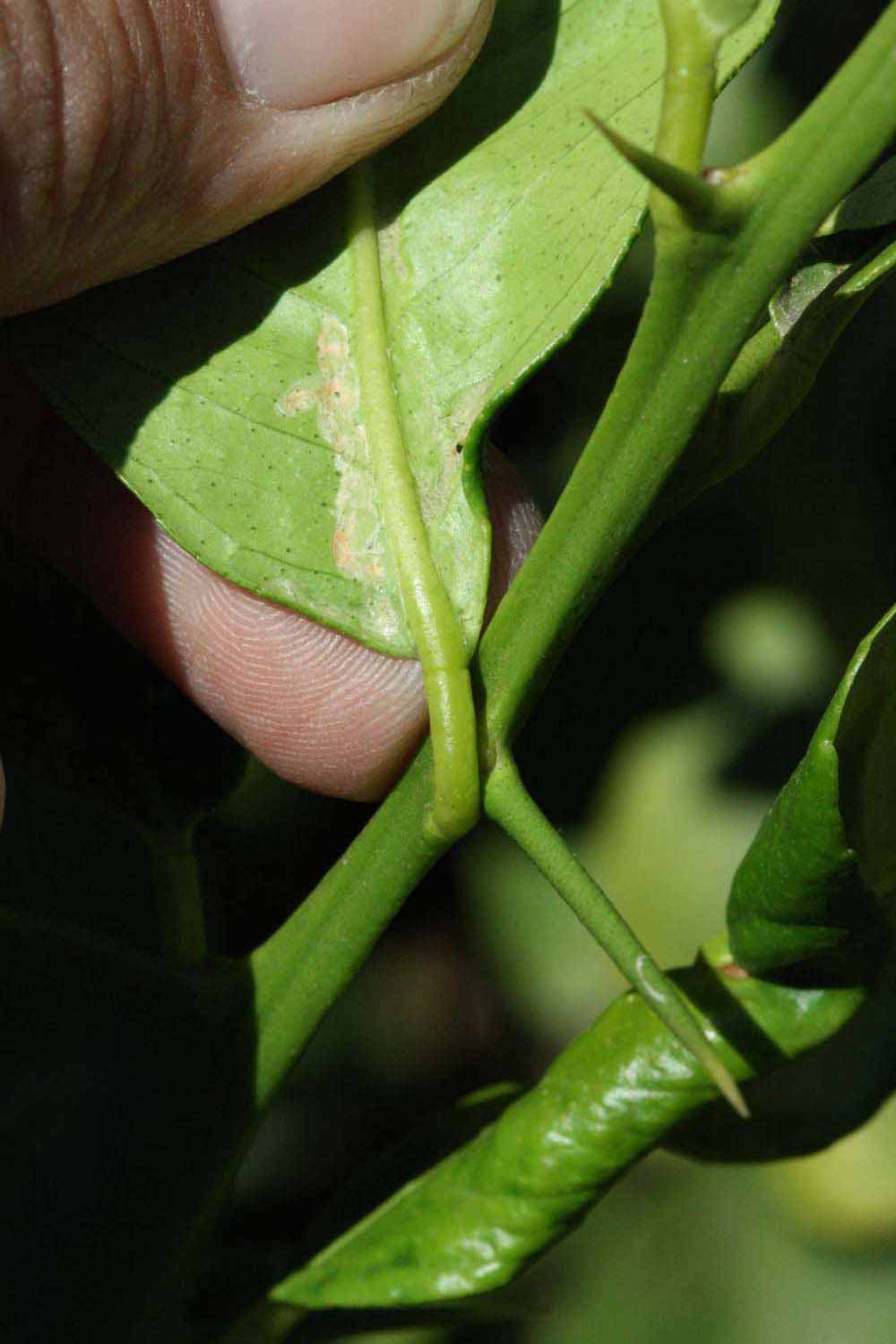              Petiole (Riverside, CA)       